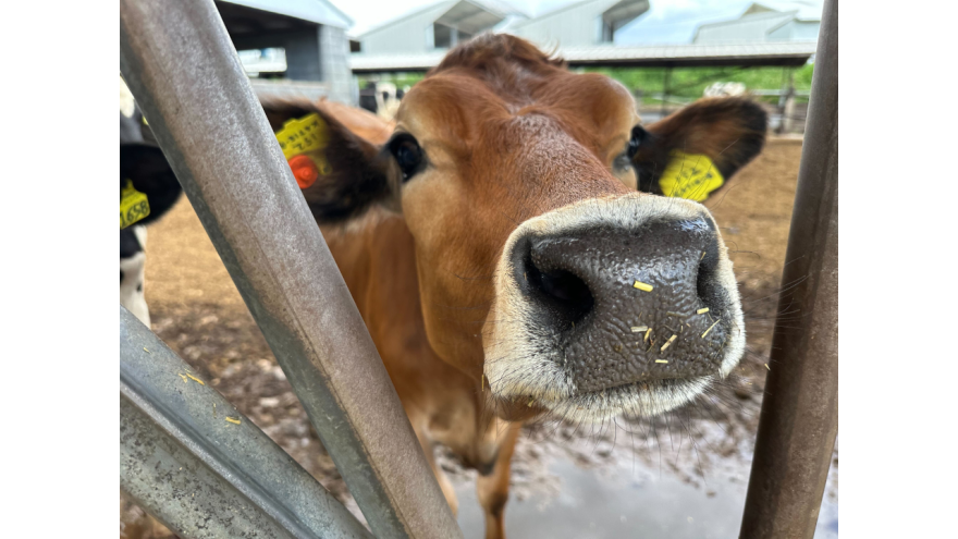 cow