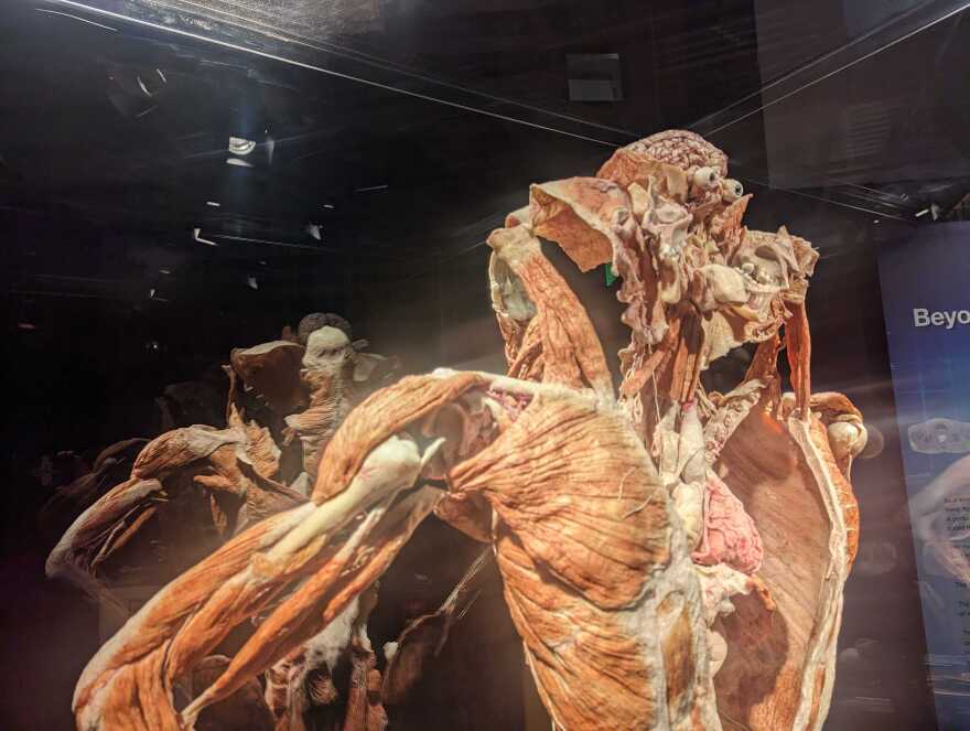 BodyWorldsXLady.jpg