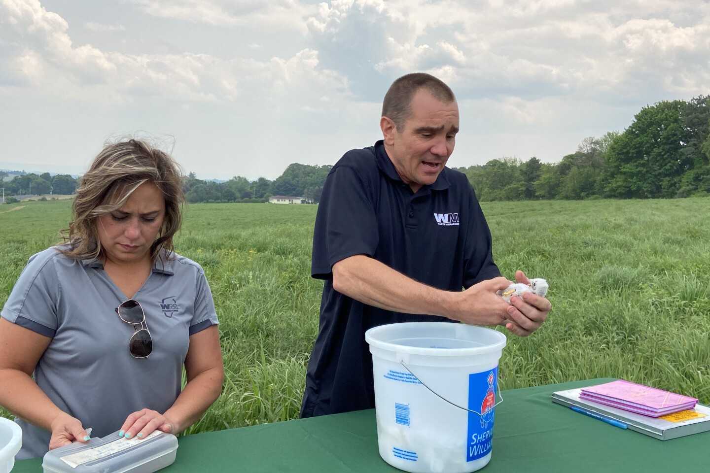 American kestrel banding at Grand Central Landfill