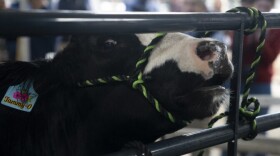 farm-show-preview-cow.jpg