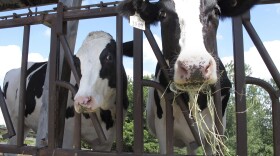 Virus Outbreak One Good Thing Cow Caretakers