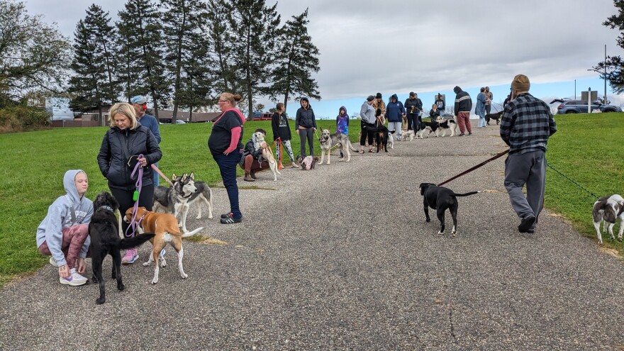 A long line of dogs off the the side of what looks like a driveway, with green grass on either side