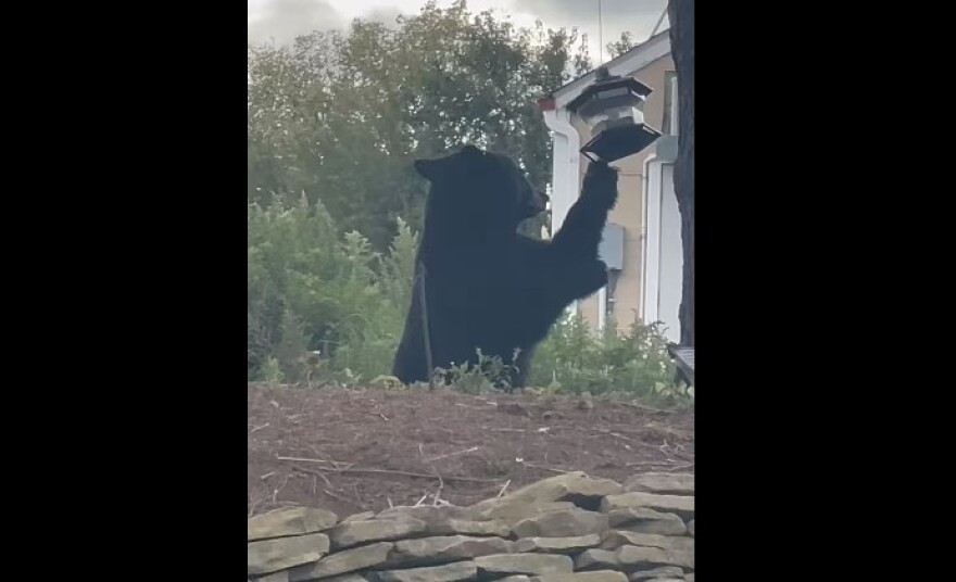 Black Bear