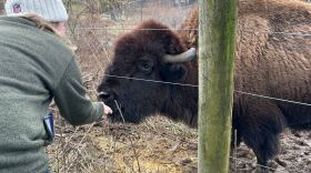 Grace and Gus the bison