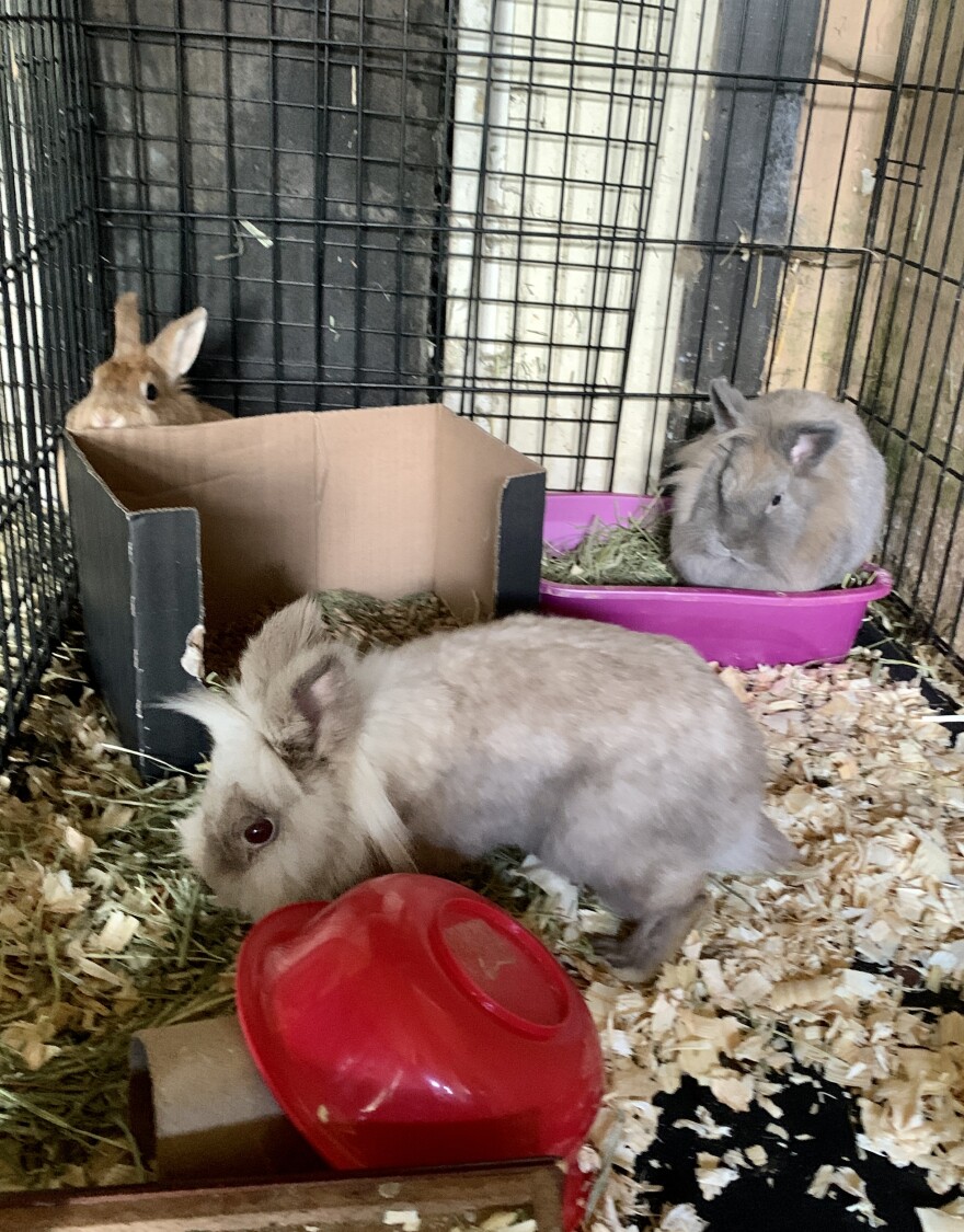 Three bunnies in cage.jpg