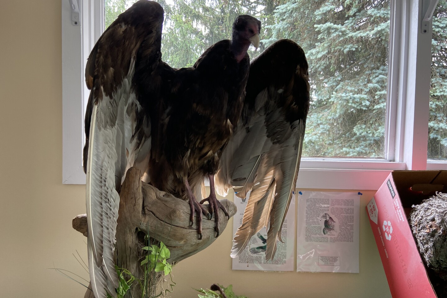American kestrel banding at Grand Central Landfill