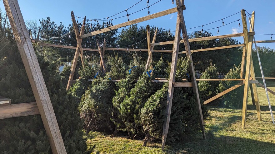 Angel Tree Farms Trees.jpg