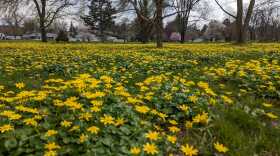 lesser celandine