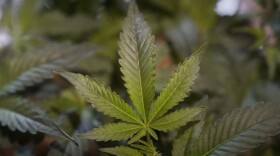 Marijuana plants growing in a California facility.