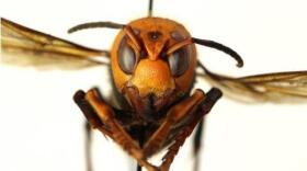 giant-wasps