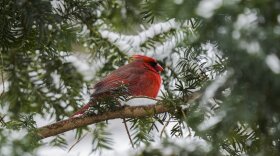 Cardinal in the snow