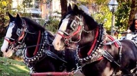 clydesdales-cropped.jpg