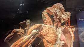 BodyWorldsXLady.jpg