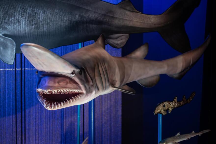 Shark exhibit at Da Vinci Center