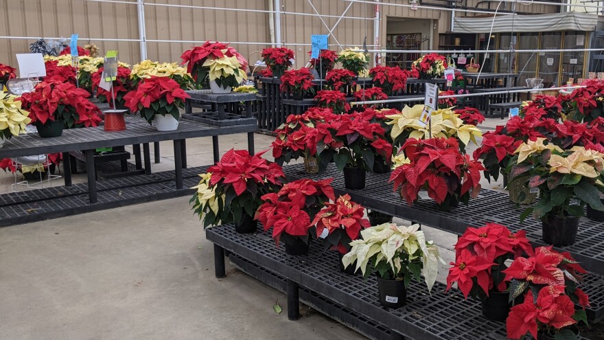 Schantz Poinsettas