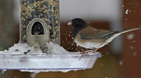 Bird feeder