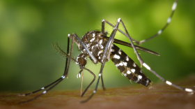 Aedes albopictus mosquito