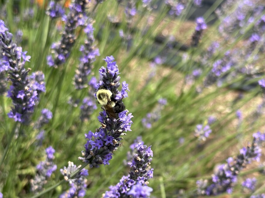Quiet Hills Lavender Farm