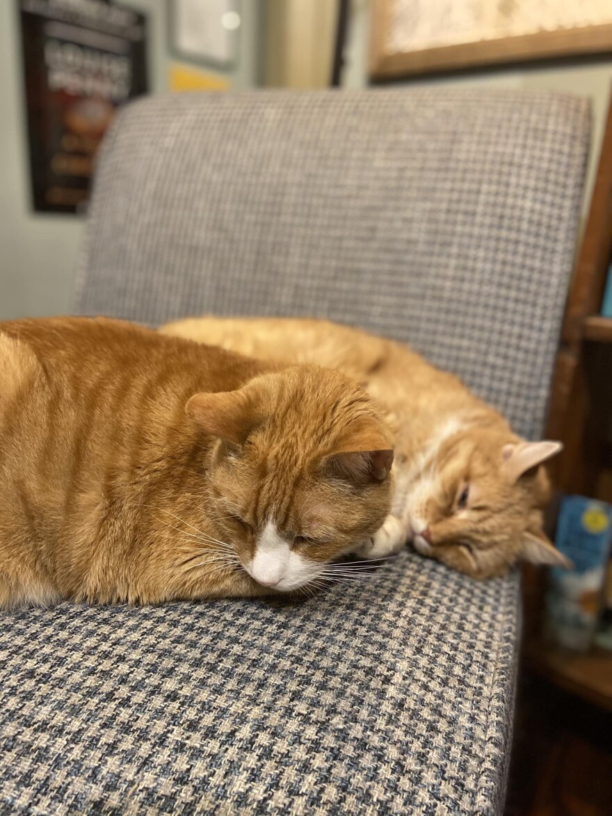 Let’s Play Books cats