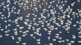 Snow Geese