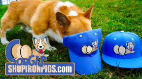 Corgis Merch.png