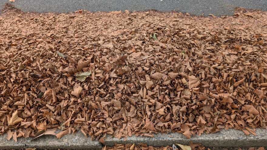 2025 fall foliage