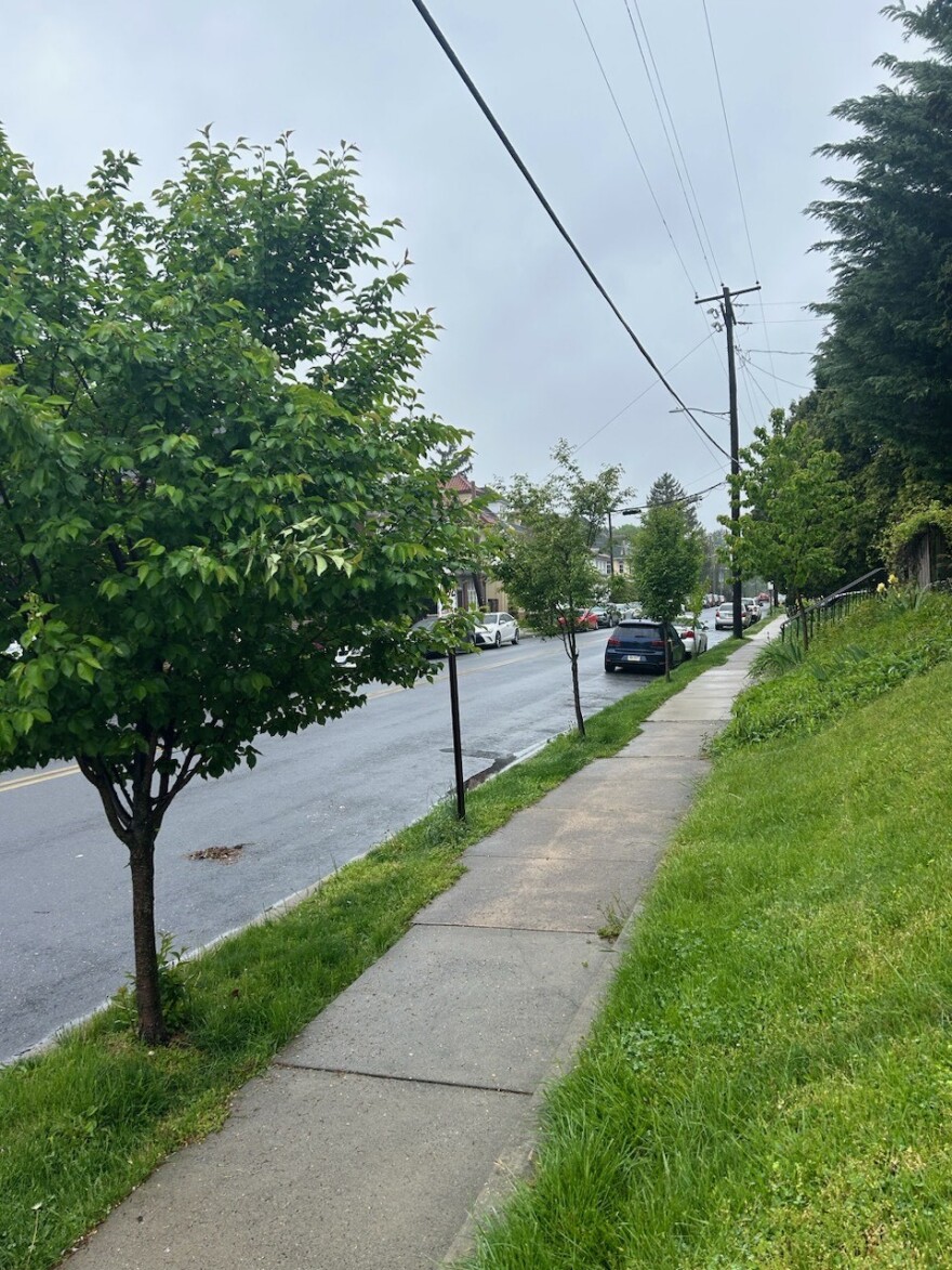 Allentown trees