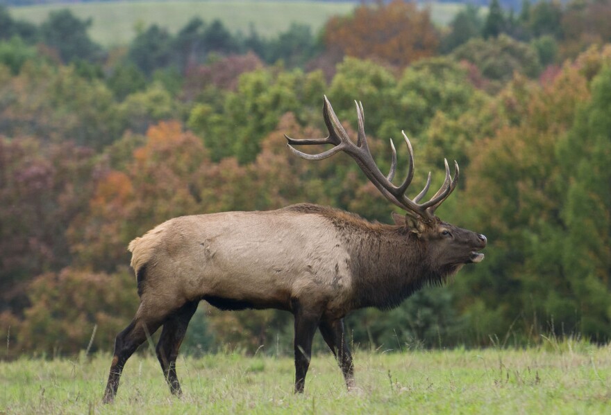Elk in Pennsylvania