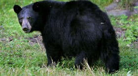 Black bear