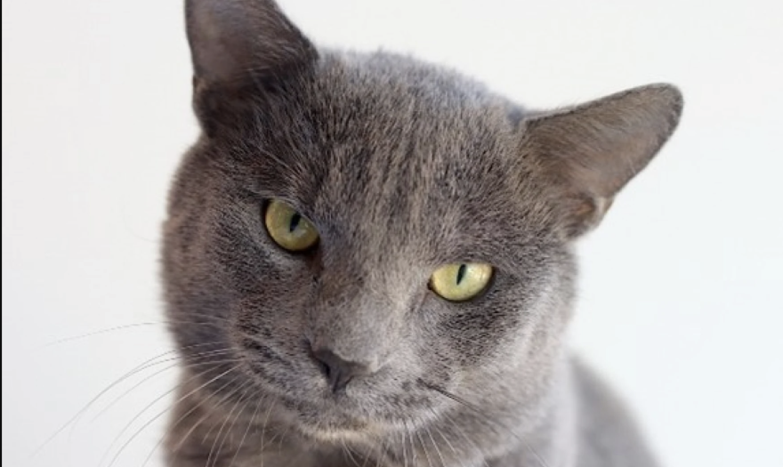 Gray cat with green eyes