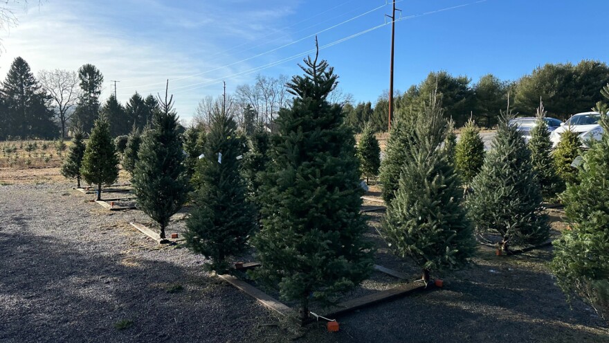 Christmas trees on a lot in Emmaus