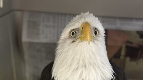 This bald eagle died from lead poisoning in January 2023 despite efforts by wildlife care experts to treat it. Eagles and other birds end up eating lead found in hunting ammunition and fishing tackle.