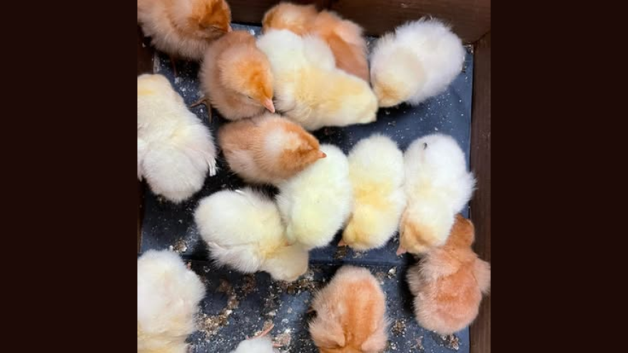 baby chicks 4-H