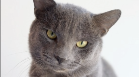 Gray cat with green eyes