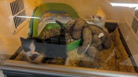 tiny kittens in an incubator