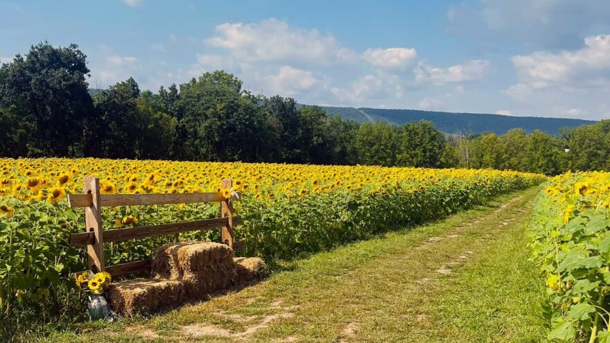 Fox Summit Farm